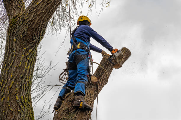 Best Firewood Processing and Delivery  in Rice, TX